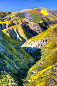 Super Bloom 2017 at Carrizo Plain National Monument