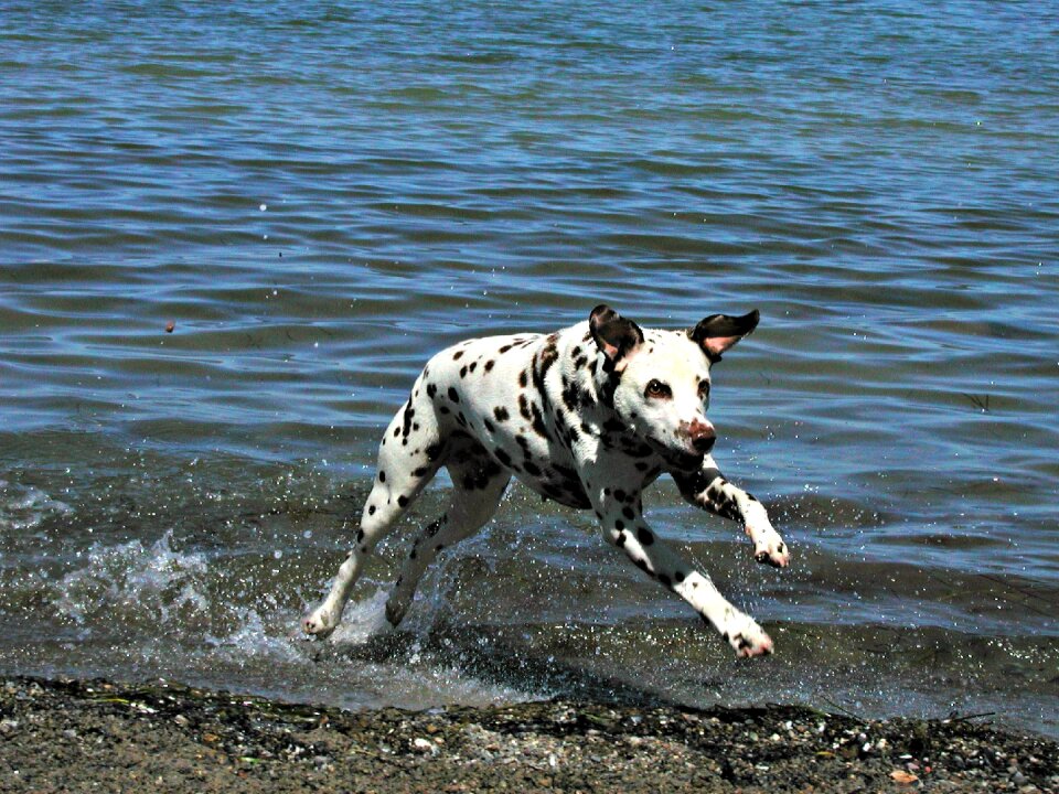 Spotted spots running