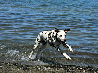 Spotted spots running
