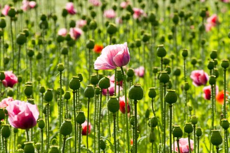 Poppy flower plant nature