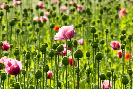 Poppy flower plant nature photo