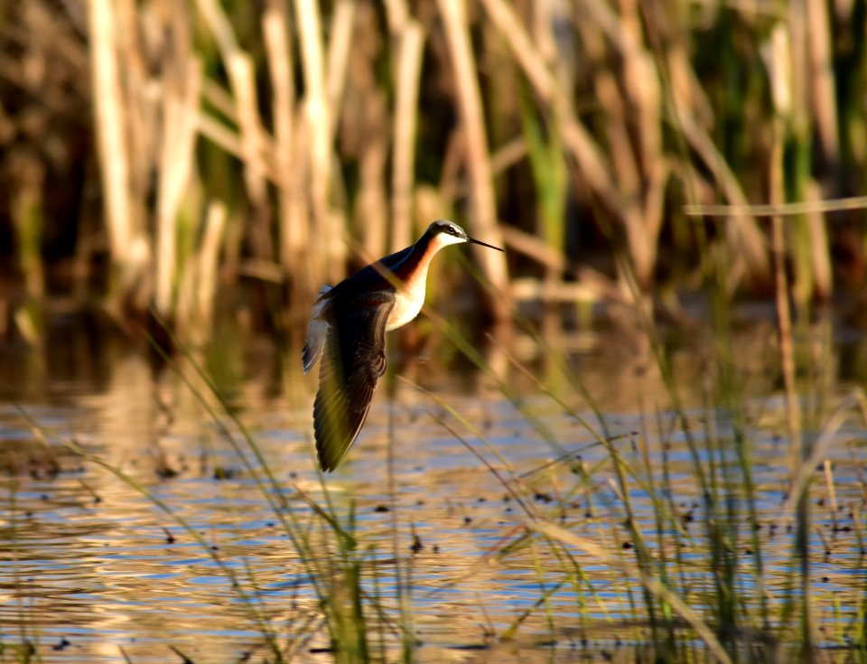 Wilson's phalarope at Seedskadee National Wildlife Refuge