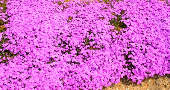 Spring in Korea