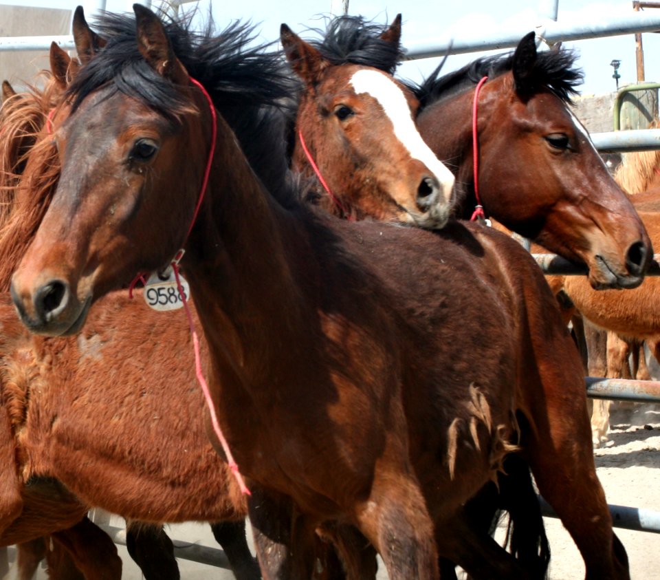 Running Horses at Litchfield Corral