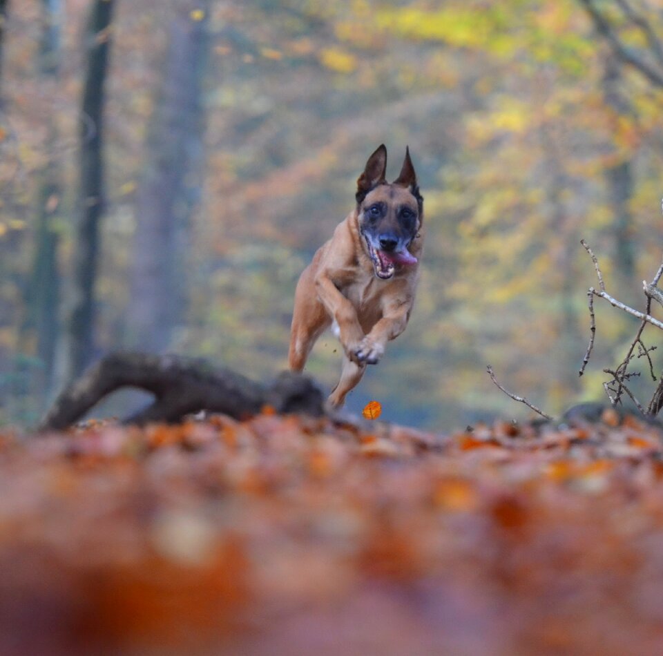 Forest leaves nature