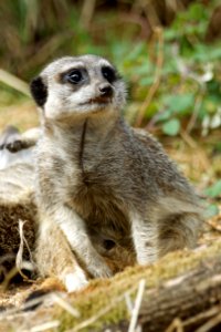 Meerkat, Marwell Zoo