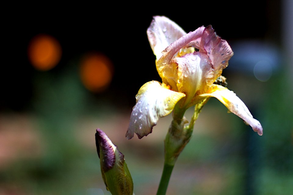 Iris Cheer