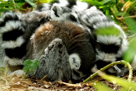 Ring-tailed Lemur, Marwell Zoo photo