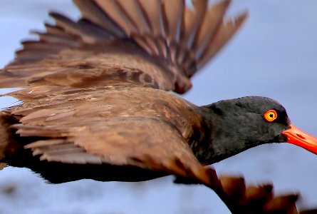 Black Oystercatcher at Pebble Beach