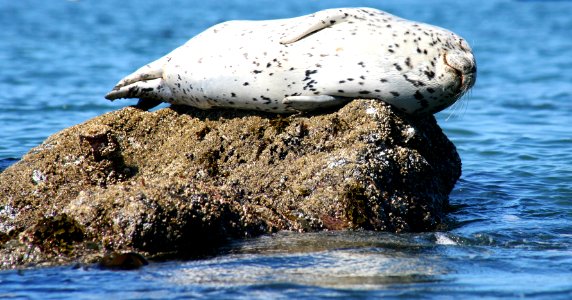 California Coastal National Monument at Trinidad Head