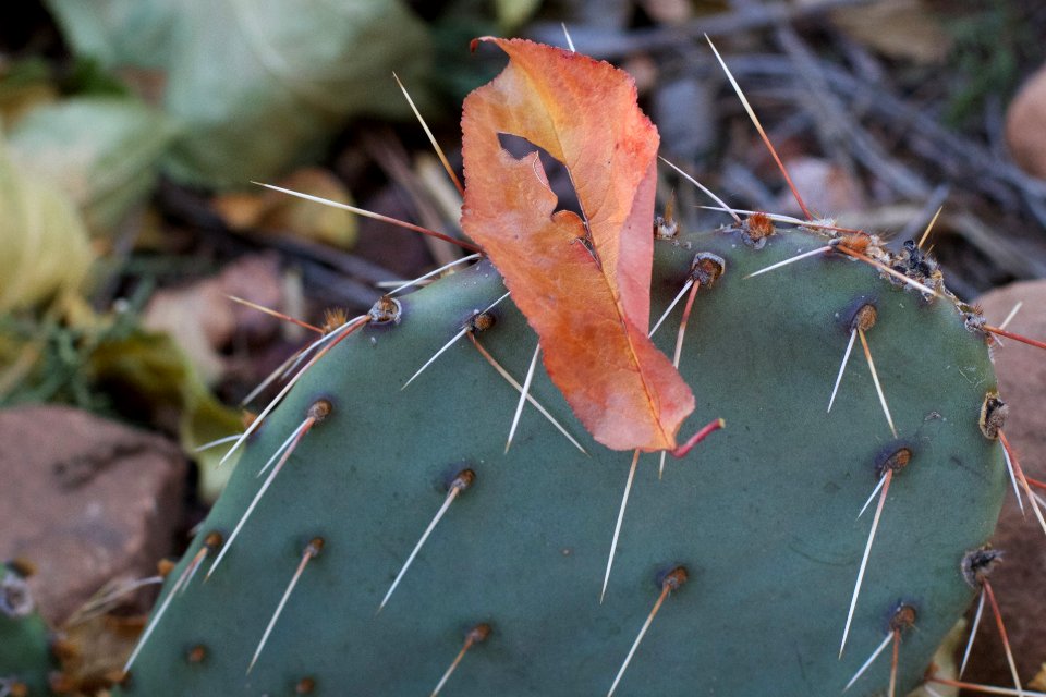 The Impostor Syndrome is Prickly