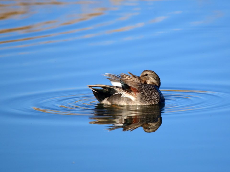 Gadwall on Seedskadee National Wildlife Refuge