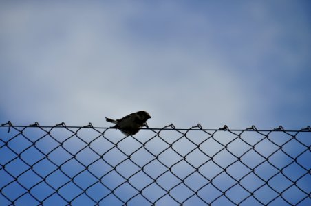 On the fence