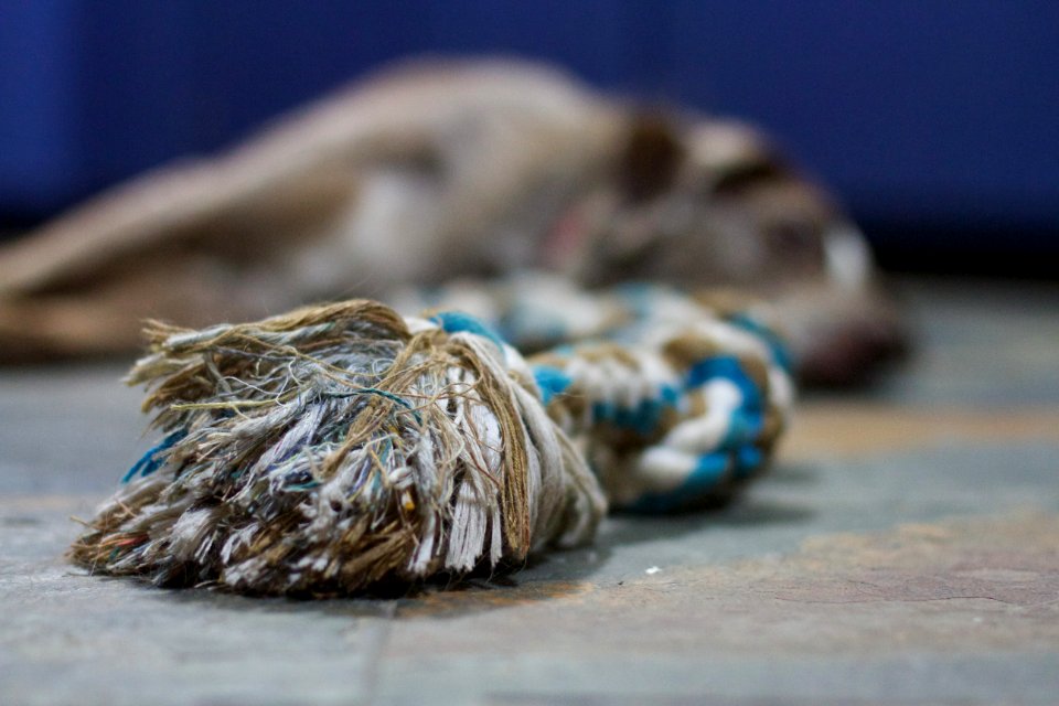 What Rope Toys Dream About