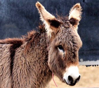 Wild Burro