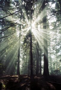 Tree fall foliage light