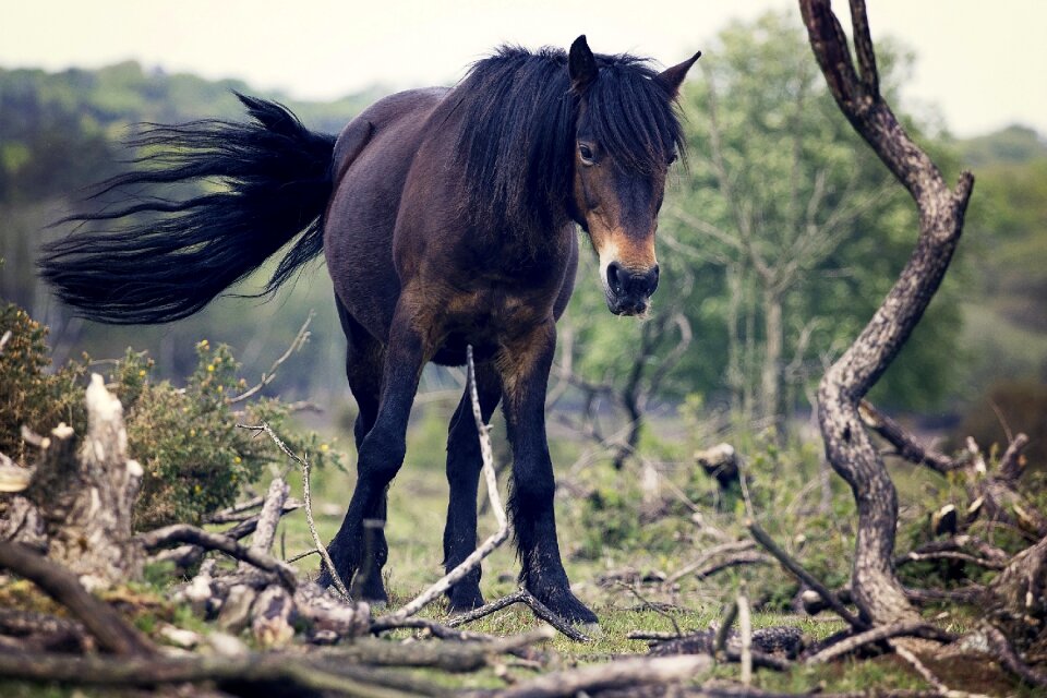 Animal nature gray horse