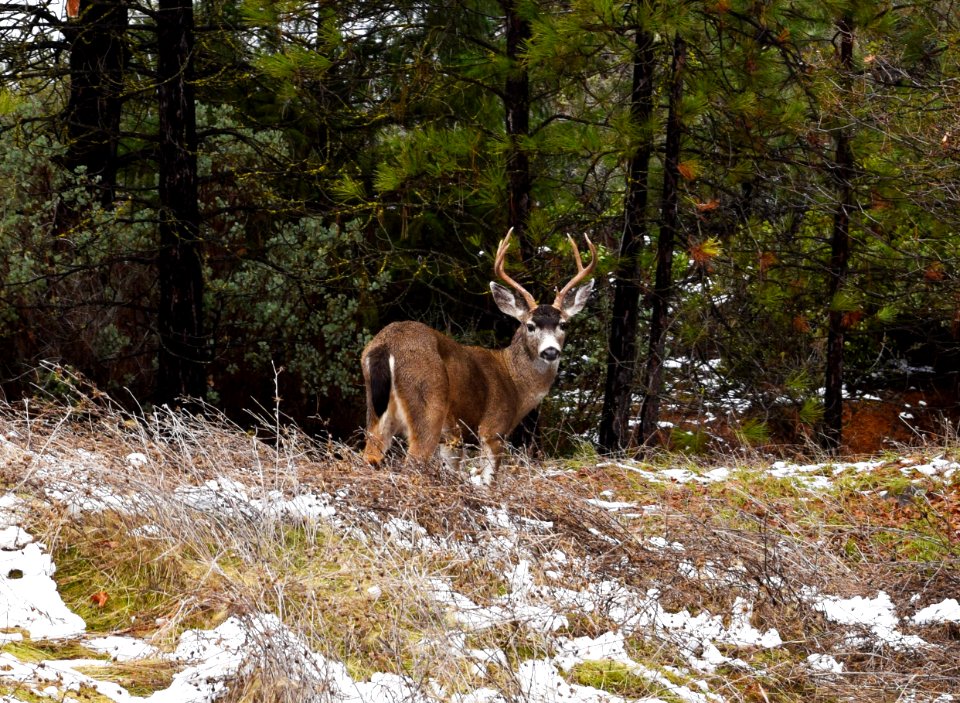 Buck
