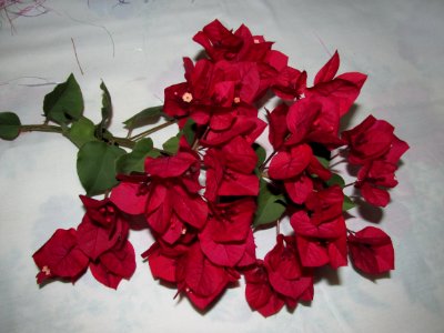 Imagem 017