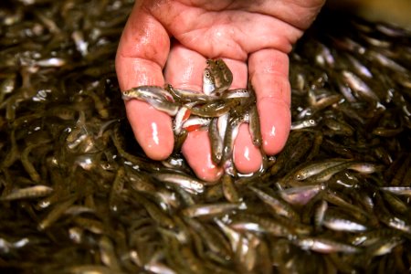 Little White Salmon Fish Hatchery