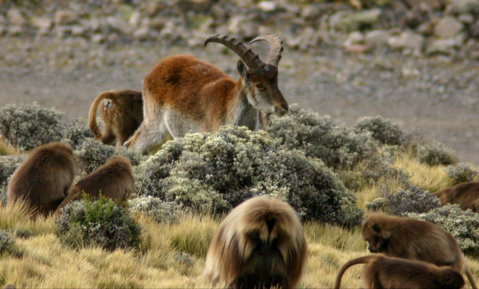 Walia Ibex and Geladas