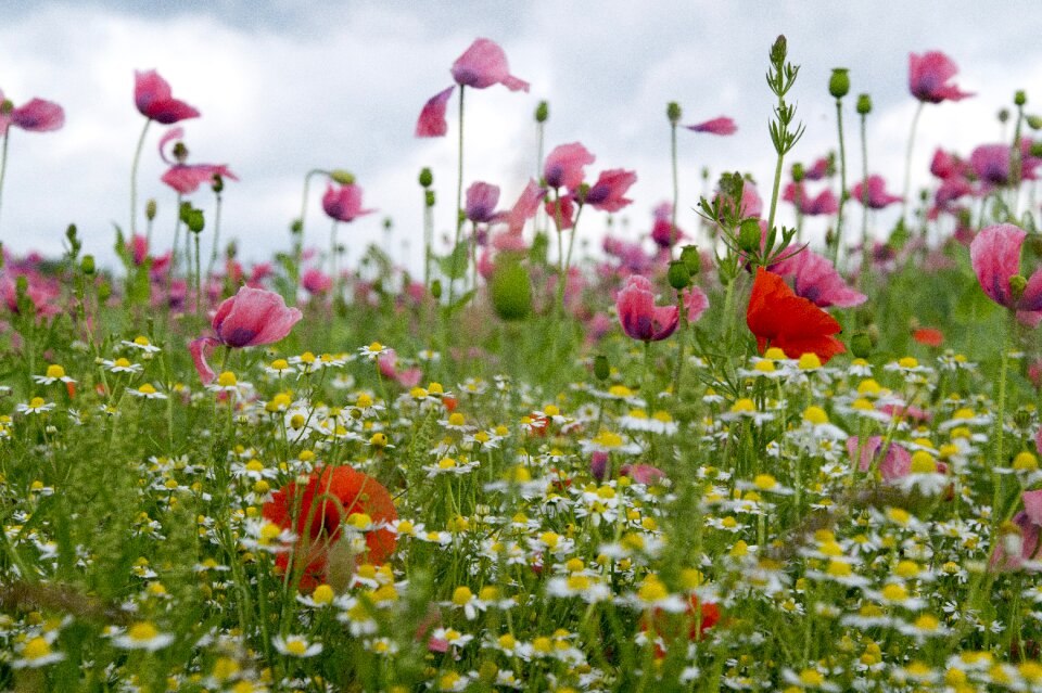 Summer meadow summer flower