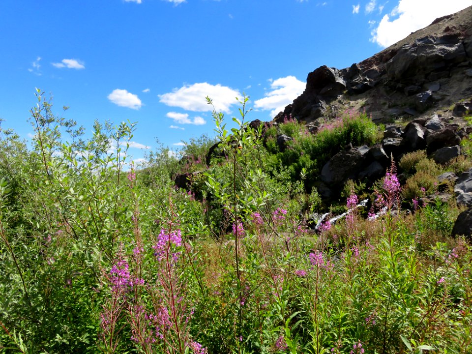 Truman / Loowit Trail at Mt. St. Helens NM in WA