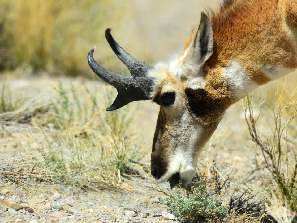 Pronghorn at Seedskadee National Wildlife Refuge
