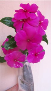 Imagem 021
