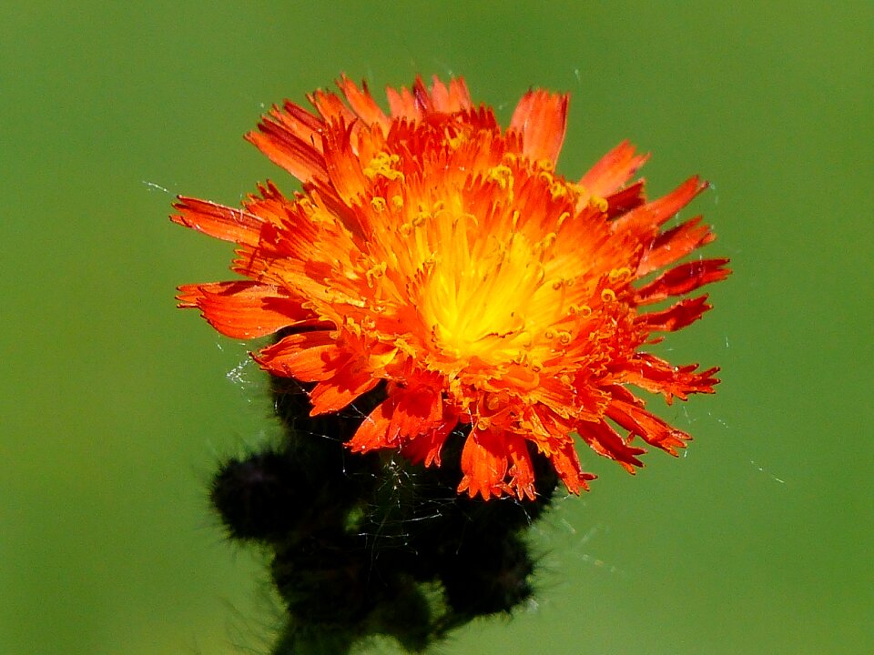 Red wild flower meadow