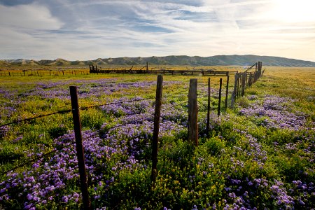 April 2019 Wildflowers at Carrizo Plain National Monument