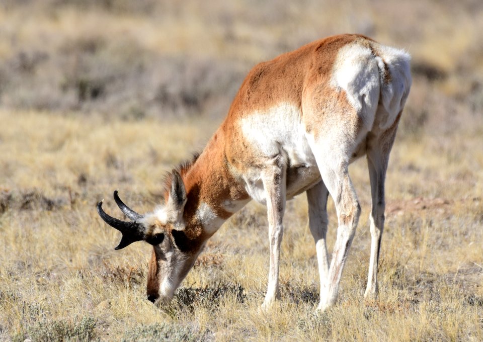 Pronghorn at Seedskadee National Wildlife Refuge
