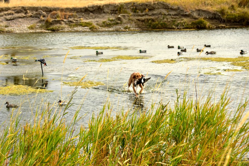 Waterfowl Hunting