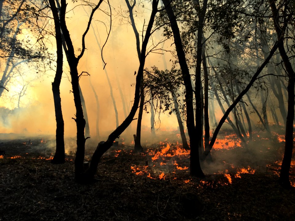 Butte County Rx Fire in the Redding Field Office