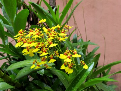 orchid 2