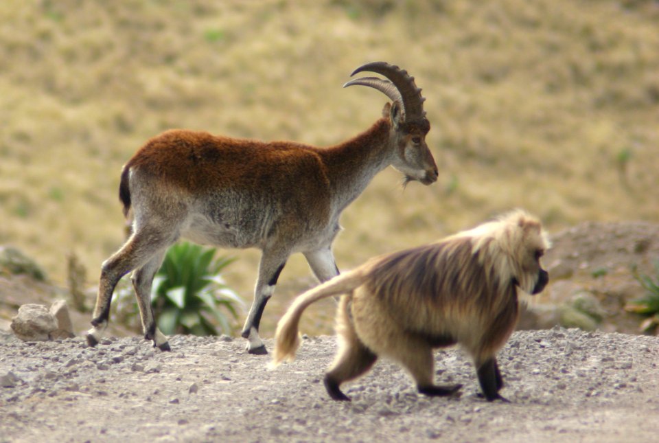 Simien Mountains National Park, Ethiopian Highlands photo