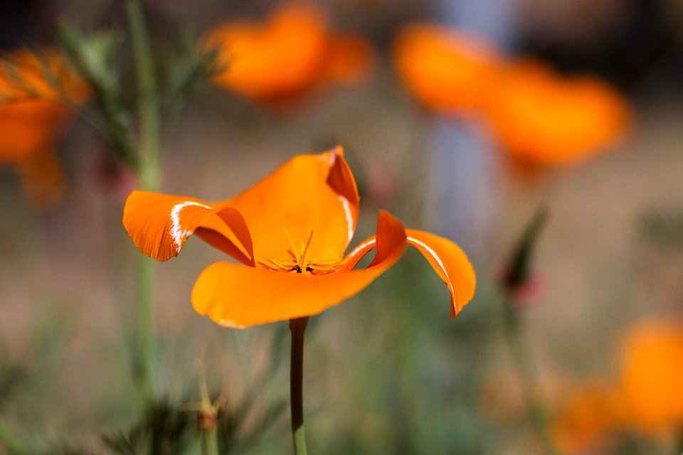 Poppy Shrug