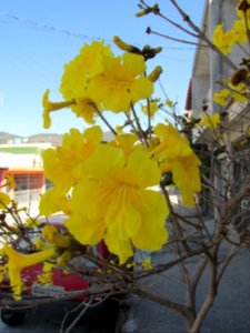 Imagem 004