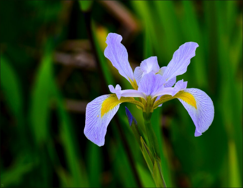 Flower floral plant