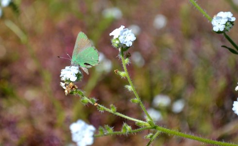 Bramble hairstreak on popcorn flower