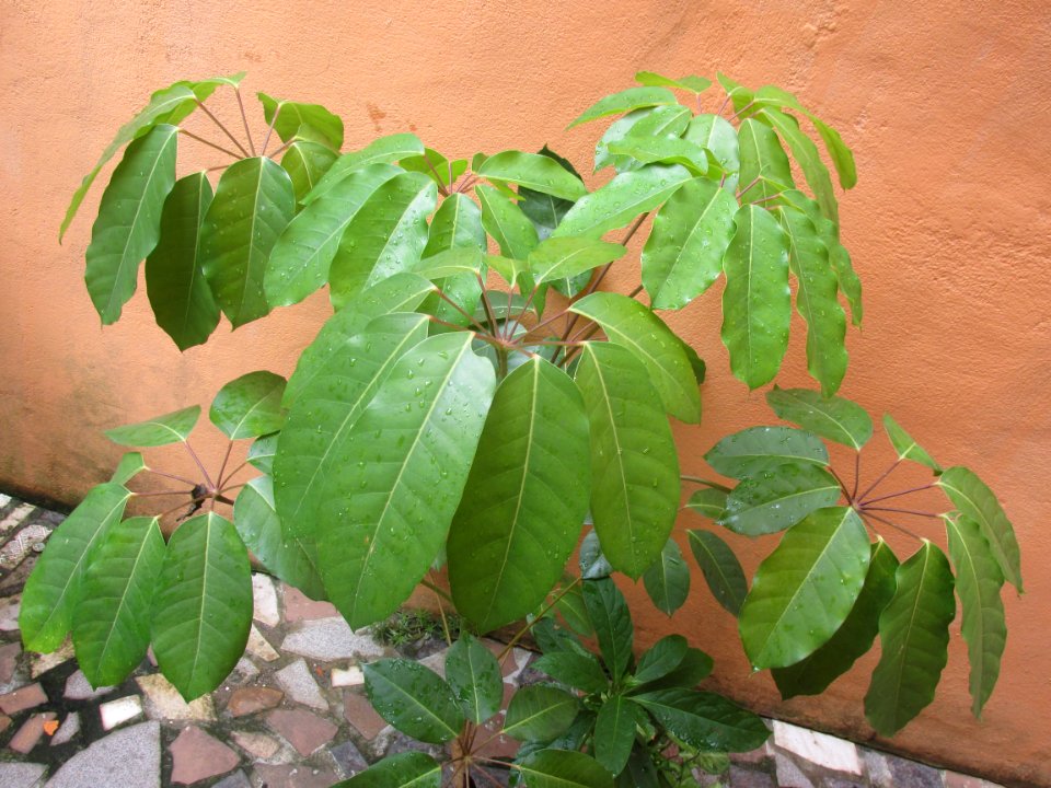 Imagem 078