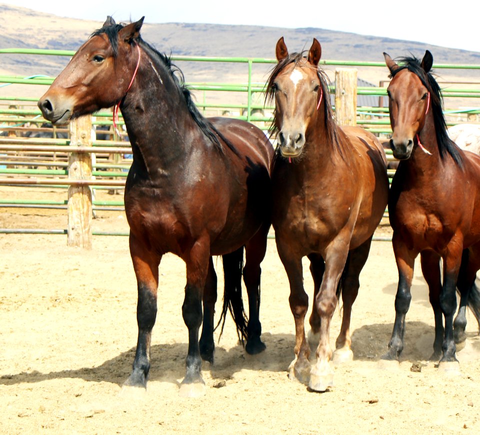 Wild horses available for adoption in California
