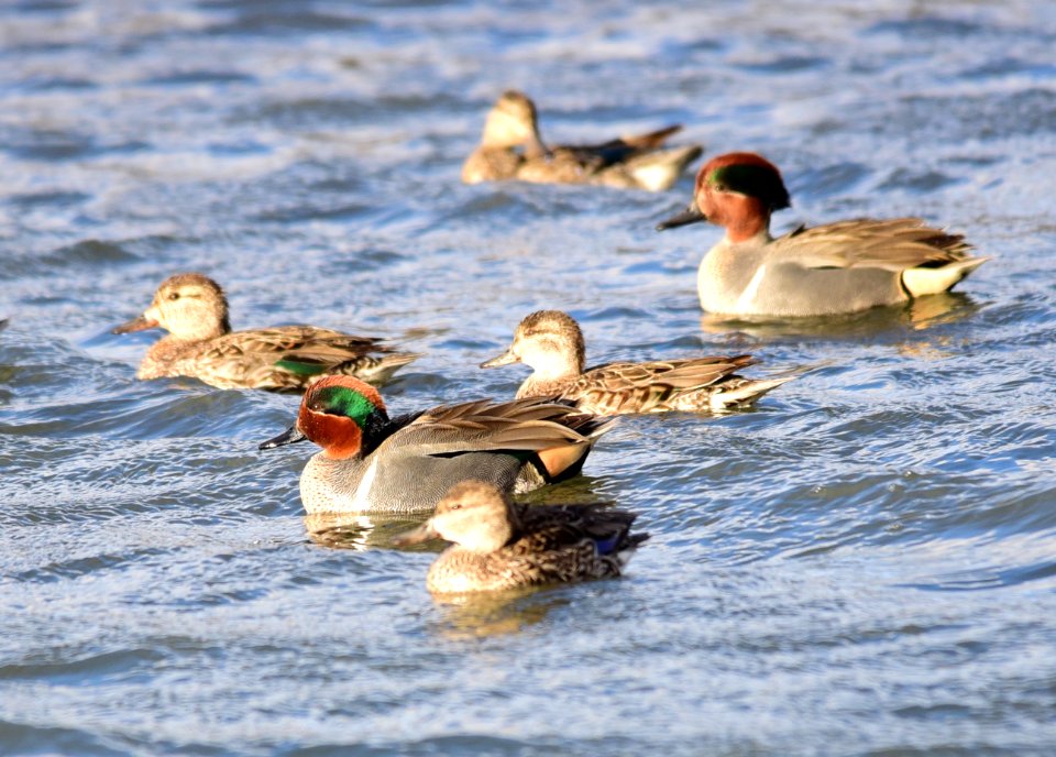 Green-winged teal at Seedskadee National Wildlife Refuge