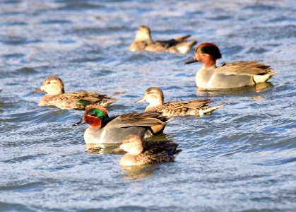 Green-winged teal at Seedskadee National Wildlife Refuge photo