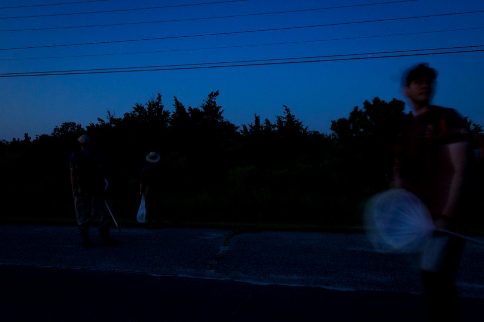 Bethany Beach Firefly Survey - 2019