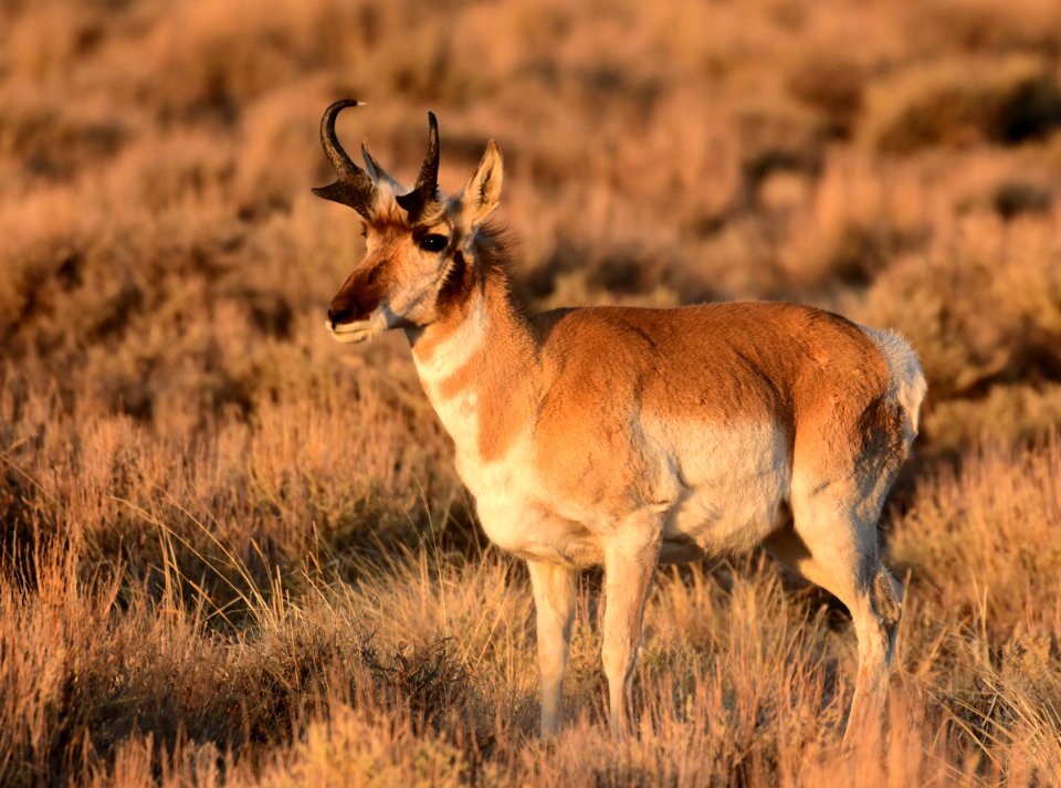 Pronghorn at Seedskadee National Wildlife Refuge