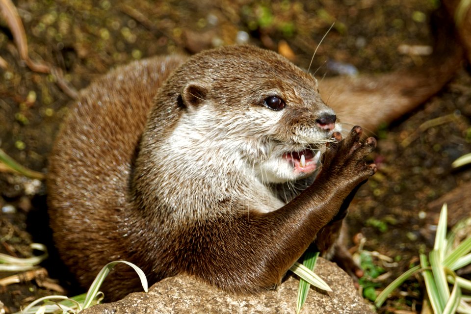 Oriental Small-clawed Otter, Marwell Zoo