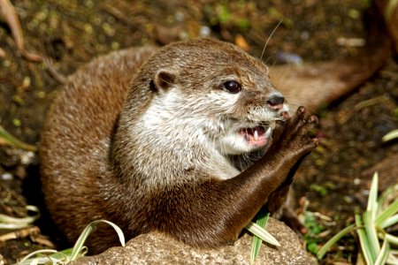 Oriental Small-clawed Otter, Marwell Zoo
