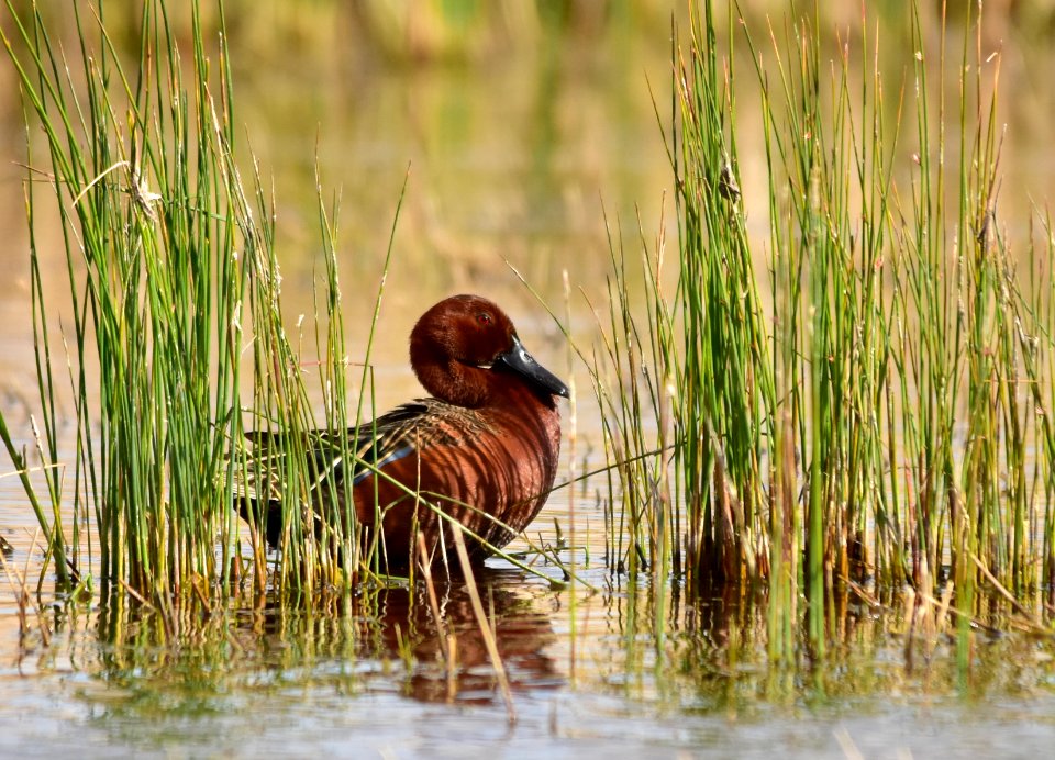 Cinnamon teal at Seedskadee National Wildlife Refuge