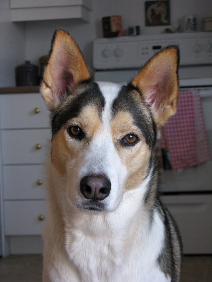 Dog husky portrait